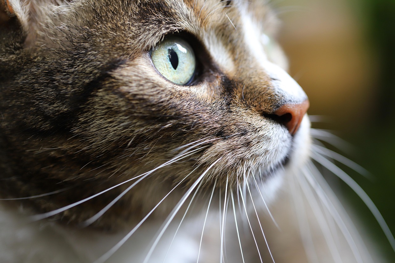 Beyond Kibble: Crafting Feline Foodie Experiences