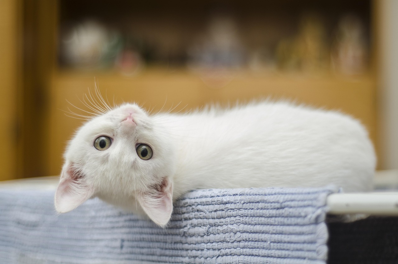 Beyond The Litterbox: Decoding Feline Toiletries