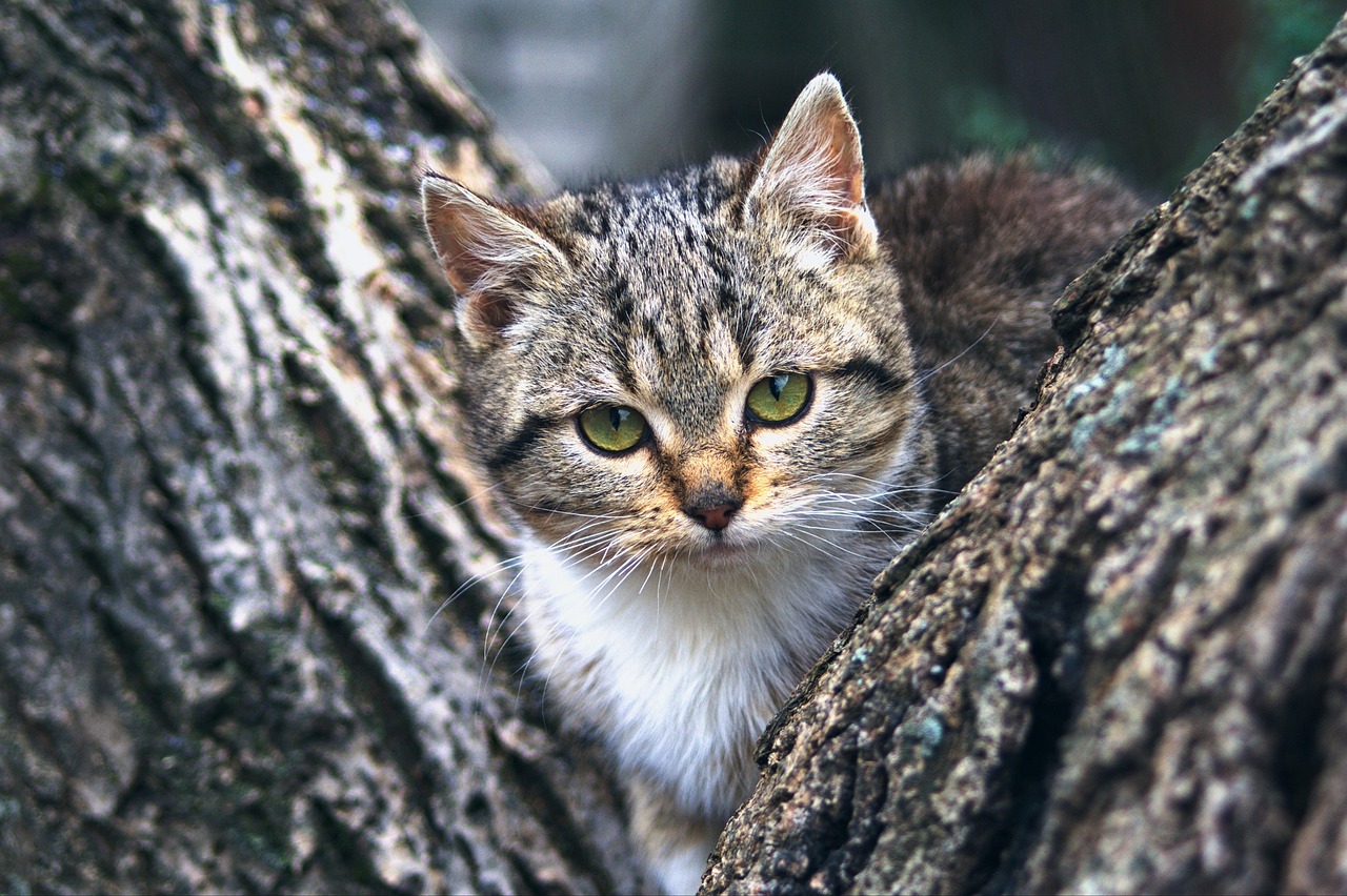 Decoding Kitty DNA: Tailoring Cat Health Plans