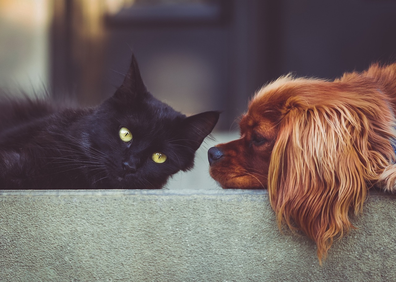 Beyond Beige: Reimagining Cat Furniture As Art