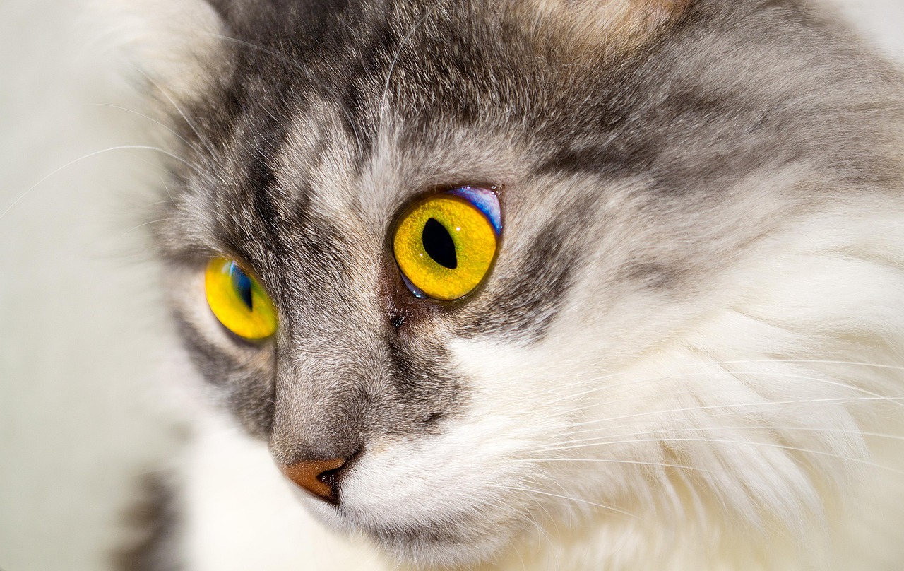 Beyond Catnip: Accessorizing Feline Enrichment And Wellbeing
