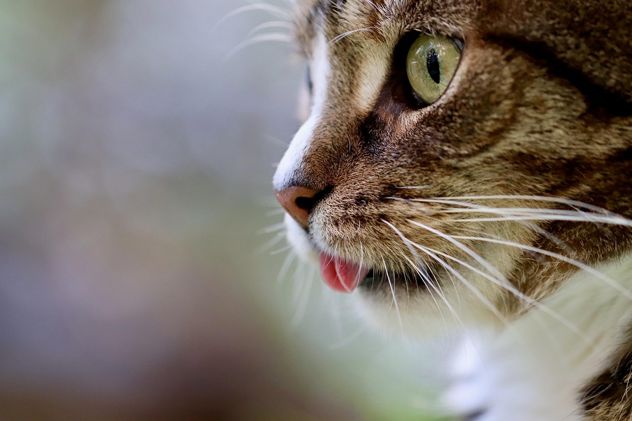 Beyond The Zoomies: Cat Years Redefined.